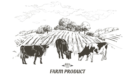 Cow in graphic line style, hand drawing vector imageのイラスト素材