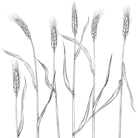 Ears of wheat. Cereals harvest, agriculture, organic farming, healthy food symbol.のイラスト素材