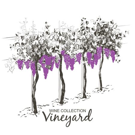 Vine hills landscape. Vector line sketch illustrationのイラスト素材