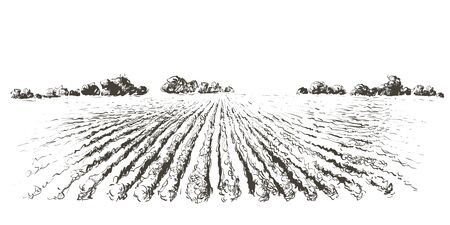 Rural landscape field . Hand drawn vector illustration. Countryside landscape. Engraving styleのイラスト素材