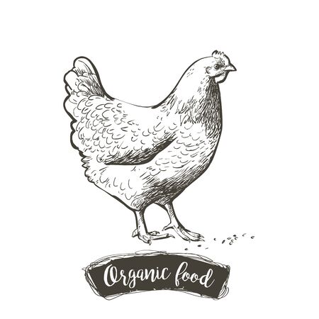 Vector Hen, chicken feeding engraving sketch. Vintage isolated realistic illustration.のイラスト素材