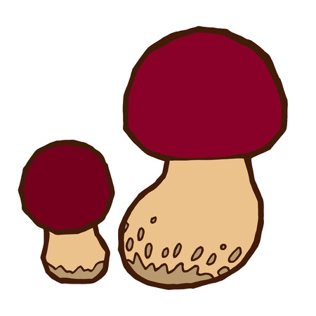 Edible mushrooms penny bun autumn - vector elements for designのイラスト素材