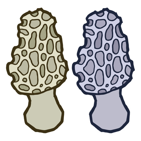 morels mushrooms - vector elements for designのイラスト素材