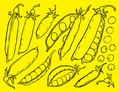 Hand drawn sketch set peas vegetable - eco food vector ink illustrationのイラスト素材