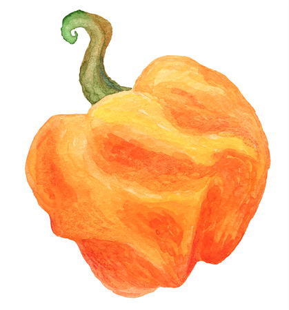 color vector illustration pepper on white backgroundのイラスト素材