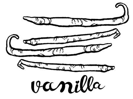 Vanilla pods - hand drawn vector illustration, can be used as  design elementのイラスト素材