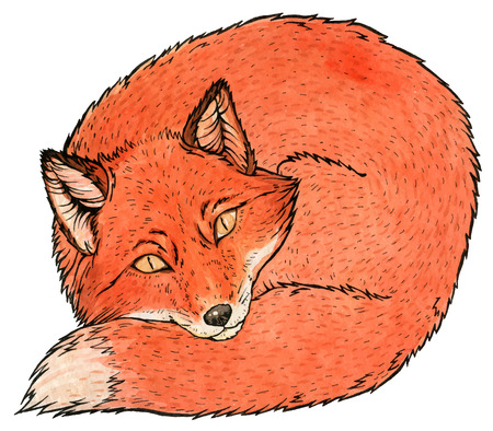 Red fox watercolor vector illustrationのイラスト素材