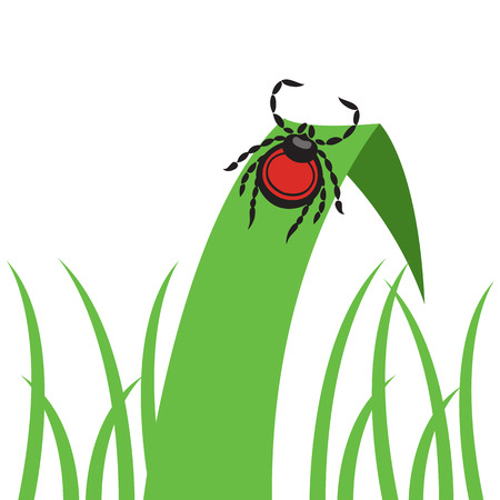 mite dangerous parasite vector illustration - set of household pests in pure styleのイラスト素材