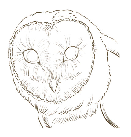 Barn owl - linear vector hand drawingのイラスト素材