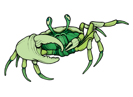 Hand drawn line art colorful crab - vector illustrationのイラスト素材