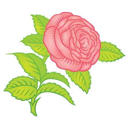 retro pink roses in classic style - vector hand drawingのイラスト素材