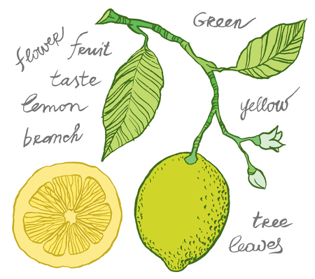 Vector hand drawing - lemon on branch, leaves and flowers of lemon, sliced fruitのイラスト素材