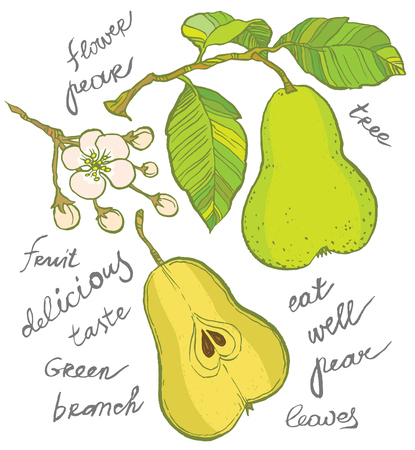 Vector hand-drawing - pear on branch, leaves and flowers of pear, sliced fruitのイラスト素材
