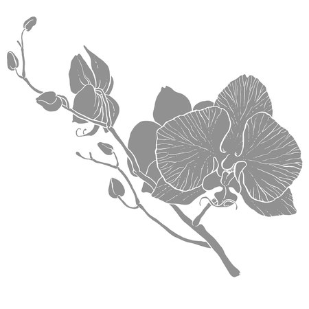 Hand drawing - branch of orchid - vector line artのイラスト素材