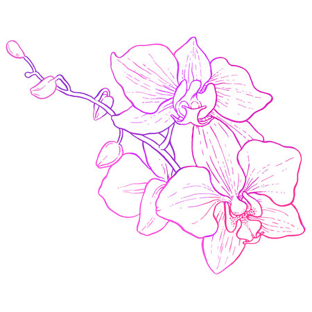 Hand drawing - branch of orchid - vector line artのイラスト素材