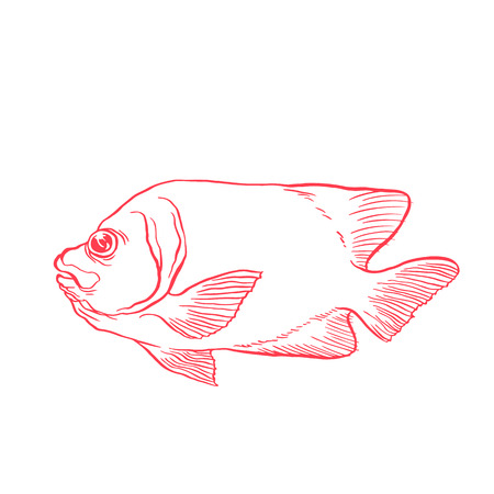 Bright tropical sea fish vector hand drawing linear illustration in sketch styleのイラスト素材