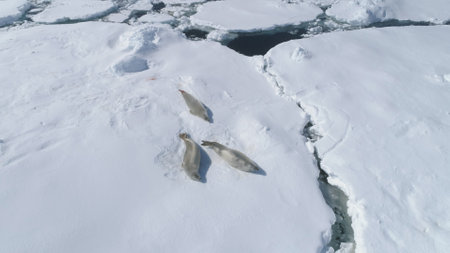 Antarctica Crabeater Seal Weddell Play on Iceberg. South Pole Glacier Spring Melting Ice Aerial...