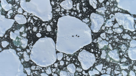 Gentoo Penguin Group Antarctica Ice Aerial View. Polar Wildlife Adult Bird Rest on Snow Surface....