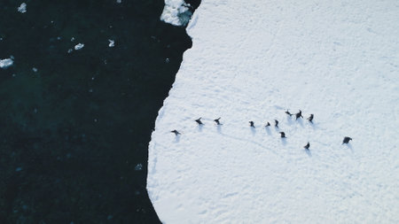 Gentoo penguins aerial dive into Antarctic waters. Witness the wild birds plunge from snowy land to...