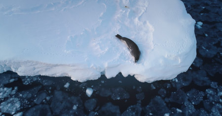 Seal rest lying on icy glacier in Antarctica cold ice ocean. Beauty of untouched arctic nature. Explore wonders of South Pole, wild animals protection. Aerial top down drone shot, panoramicの写真素材