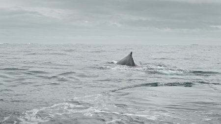 Group of whales swims at ocean water surface and shows tail fins. Antarctic underwater seascape and...