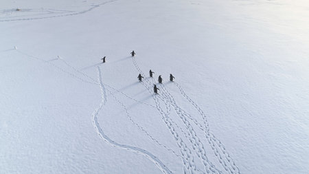 Penguins Running in Antarctica. Aerial Flight Over Footprints. Fast Moving Gentoo Penguins Drone. Ice Cold, Snow Covered Land. Habits of Wild Animals.の写真素材