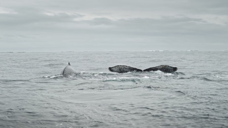Family of humpback whales swims on ocean water surface. Marine animals in Antarctic wildlife. Cinematic wild nature of the Antarctica. Environmental protection of sea wild fauna in South Pole.の写真素材