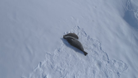 Weddell Seal Family Rest Aerial Top Down View. Arctic Crabeater Colony Lie on Winter Snow Covered Ocean Surface in Antarctica Frozen Peninsula Drone Flight Aboveの写真素材