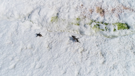 Antarctica Genroo Penguin on Snow Top Down View. Arctic Wild Nature Animal Walk on Cold Iceberg Landscape. Winter South Pole Bird Group Aerial Droneの写真素材