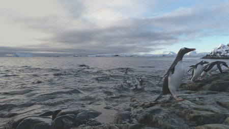 Gentoo Penguin Coming out of water to Antarctic island. Antarctica Wildlife Animal. North Arctic Bird Flock Come Ocean Beach from Freeze Water Close-up Staticの写真素材