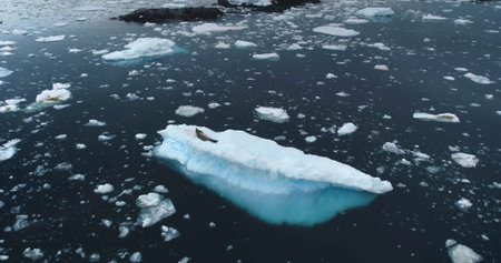 Explore Antarctic rare species wildlife. Leopard seal rest on ice floe drifting in Antarctica....