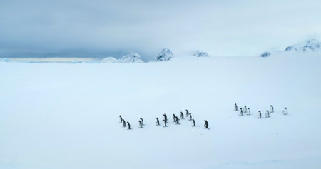 Gentoo penguins relax on snow covered hill edge in Antarctica coastline. Wildlife conservation on...
