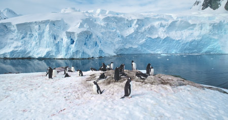 Penguins colony on Antarctic mountain coastline. Gentoo penguins nesting, towering iceberg, snow...
