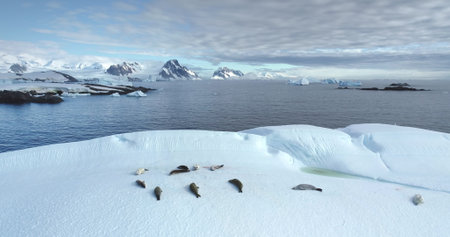 Seals sleeping on ice floe in Antarctica, aerial drone shot. Animals lying on floating iceberg in polar ocean. Explore South Pole wildlife. Beauty of wild untouched nature. Antarctic winter landscapeの写真素材