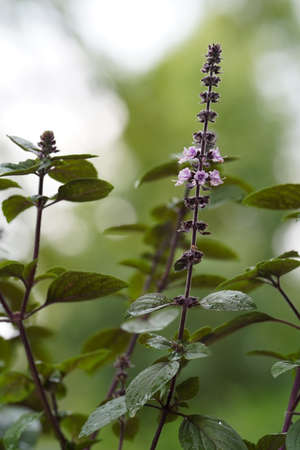 Blooming basil plant flower on natural backgroundの写真素材