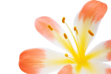 Beautiful flower close-up. Isolated on white.の写真素材