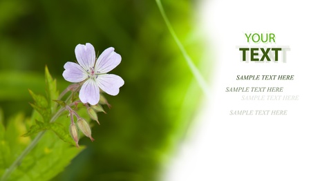 Flower on a green background   Copy-spaceの写真素材