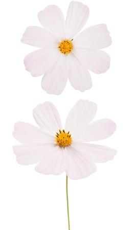 The flower  Isolated on whiteの写真素材