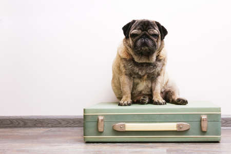 Dog breed pug sitting on an old vintage suitcase. animal background. The theme of the journey. dog on wall backgroundの写真素材