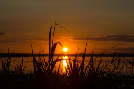 Fantastic Chiemsee sunset with reedsの写真素材