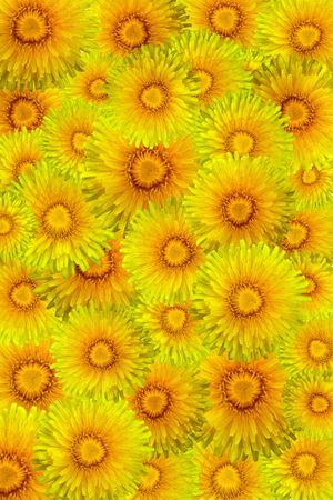 Dandelion frameの写真素材
