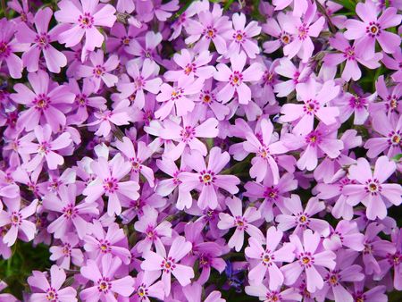 Floral backgroundの写真素材