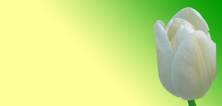 White tulip on green and yellow backgroundの写真素材
