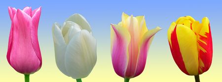 Four tulips on blue and yellow backgroundの写真素材