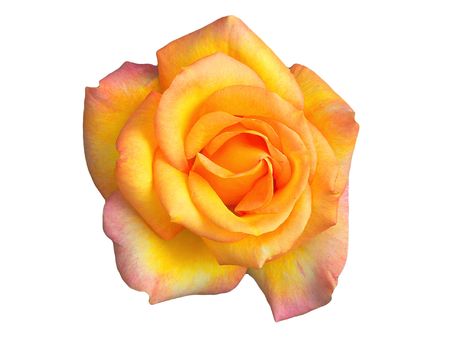 Isolated beautiful roseの写真素材