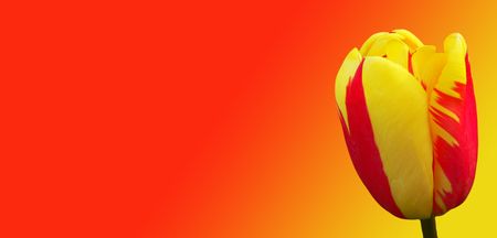 Beautiful flower on red and yellow backgroundの写真素材