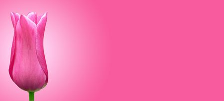 Pink flower on pink background