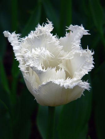 Tulipの写真素材