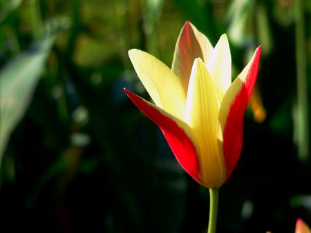 Beautiful tulipの写真素材