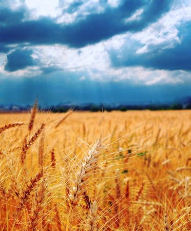 Wheat growing in a farm field under blue skyの写真素材